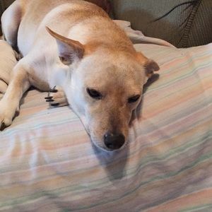 Meet your Posher, Angus